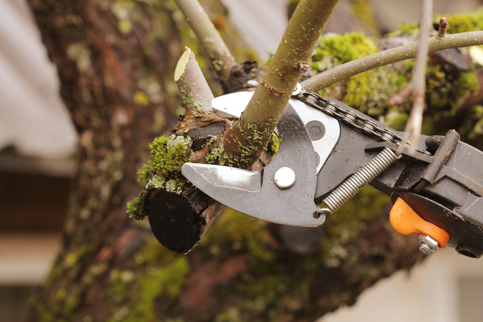 Gardener Pruning Old Tree with Pruning Shears