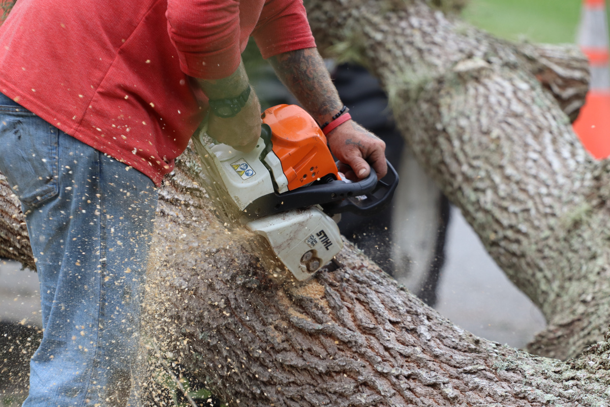 A Person Cutting a Tree